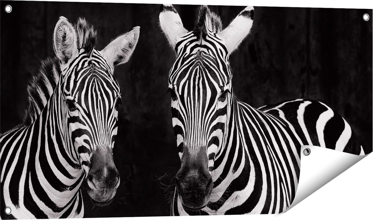 Gards Tuinposter Twee Zebra's - Zwart Wit - 100x50 cm - Tuindoek - Tuindecoratie - Wanddecoratie buiten - Tuinschilderij Multikleur