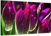 Peinture sur verre tulipe | Violet vert | 120x70cm 1Hatch | Tirage photo sur verre |  F005025