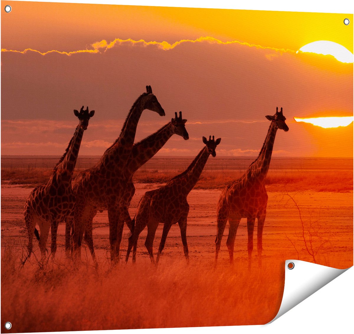 Gards Tuinposter Giraffe Kudde bij Zonsondergang - 100x80 cm - Tuindoek - Tuindecoratie - Wanddecoratie buiten - Tuinschilderij Multikleur
