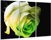 Glasschilderij Roos - Geel, Groen, Zwart - 120x80cm 3Luik - Foto Op Glas - Geen Acrylglas Schilderij - GroepArt 6000+ Glas Art Collectie - Maatwerk Mogelijk