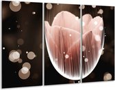 Glasschilderij Tulp - Bruin, Zwart - 120x80cm 3Luik - Foto Op Glas - Geen Acrylglas Schilderij - GroepArt 6000+ Glas Art Collectie - Maatwerk Mogelijk