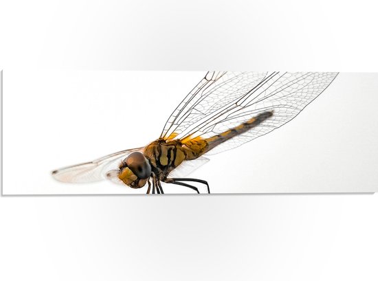 PVC Schuimplaat- Libel met Geel Lichaam en Doorzichtige Vleugels op Tak - 60x20 cm Foto op PVC Schuimplaat
