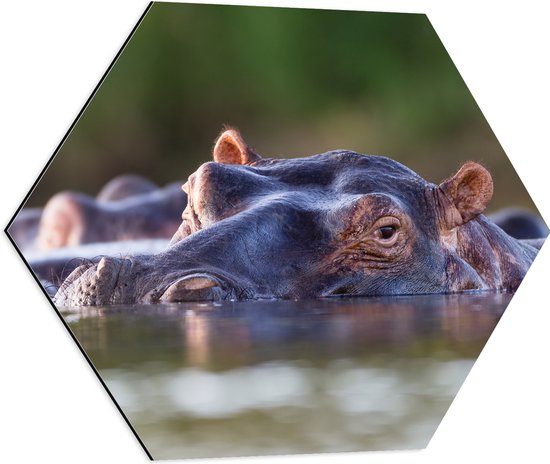 Dibond Hexagon - Nijlpaarden Zwemmend aan het Wateroppervlak - 60x52.2 cm Foto op Hexagon (Met Ophangsysteem)
