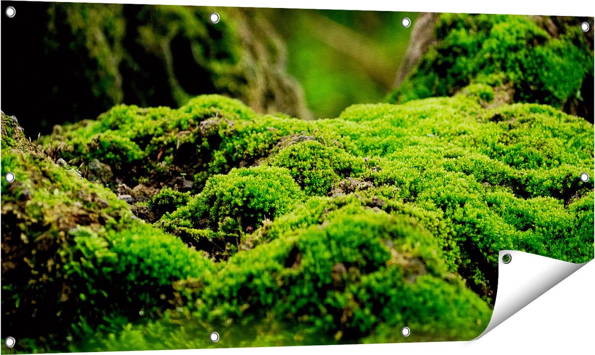 Gards Tuinposter Groen Mos - 120x60 cm - Tuindoek - Tuindecoratie - Wanddecoratie buiten - Tuinschilderij Multikleur