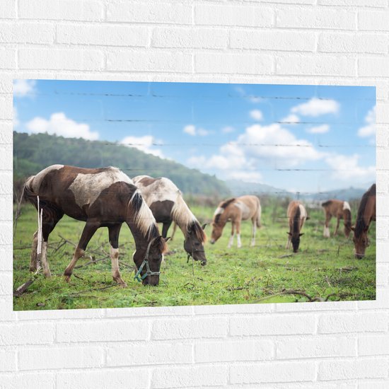 Muursticker - Kudde Bruin met Witte Paarden Grazend in het Gras - 105x70 cm Foto op Muursticker