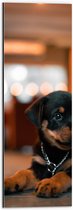 Dibond - Liggende Rottweiler Puppy met IJzeren Halsband - 20x60 cm Foto op Aluminium (Met Ophangsysteem)