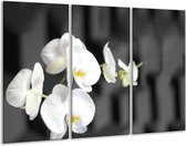 Glasschilderij Orchidee, Bloemen - Zwart, Wit - 120x80cm 3Luik - Foto Op Glas - Geen Acrylglas Schilderij - GroepArt 6000+ Glas Art Collectie - Maatwerk Mogelijk