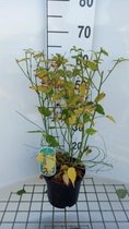 Kerria japonica ' Golden Guinea' - Ranonkelstruik 40 - 50 cm in pot