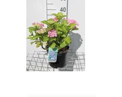 Hydrangea macrophylla 'Bodensee' - Boerenhortensia, Bolhortensia 25 - 30 cm in pot