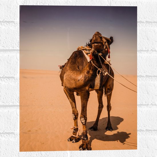 Muursticker - Kameel in de Woestijn van Dubai - 30x40 cm Foto op Muursticker