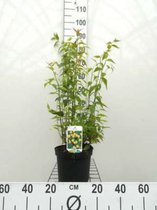Kerria japonica 'Pleniflora' - Ranonkelstruik 50 - 60 cm in pot