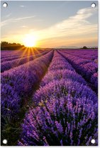 Tuindecoratie Lavendel - Bloemen - Zonsondergang - Paars - 40x60 cm - Tuinposter - Tuindoek - Buitenposter