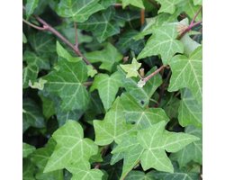 6x Klimop - Hedera helix - Pot 9x9cm