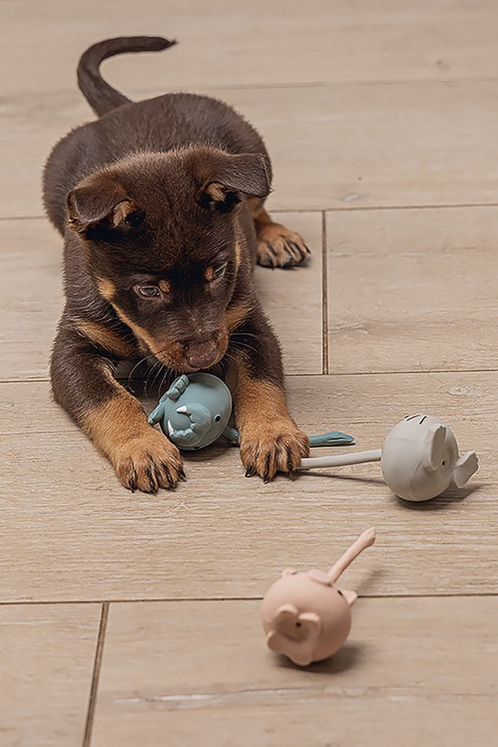 Bruine puppy met poten op muizenspeeltjes in mintgroen, grijs en lichtroze.