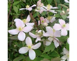 Bosrank - Clematis montana 'Rubens' 50-60 cm