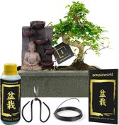 Bol.com Bonsaiworld Bonsai Boompje - Boeddha Waterval Set - Bonsai Starters Kit - 10 jaar oud - Hoogte 30-35 cm aanbieding