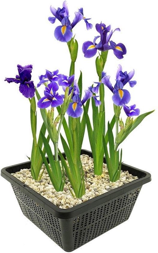 VDVELDE Blauwe Lis - Japanse Iris - Iris Kaempferi - Iris bloem 4 stuks +  Vijvermand -... | bol.com