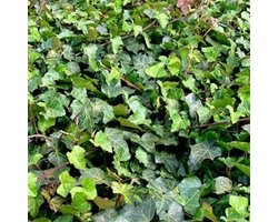 Klimop - Hedera helix - 60-80 cm
