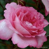 Kordes Eleganza® roos - Rosa 'Eliza' - Plant-o-fix 20-30 cm