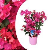 Plant in a Box - Bougainvillea - Bougainvillea op rek - Roze bloemen - Klimplant - Tuinplant - Pot 17cm - Hoogte 50-60cm