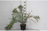 Cytisus scoparius 'Palette' - Brem 40 - 60 cm in pot