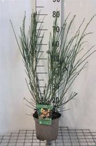 Cytisus 'Andreanus Splendens' - Brem , geitenklaver 40 - 60 cm in pot