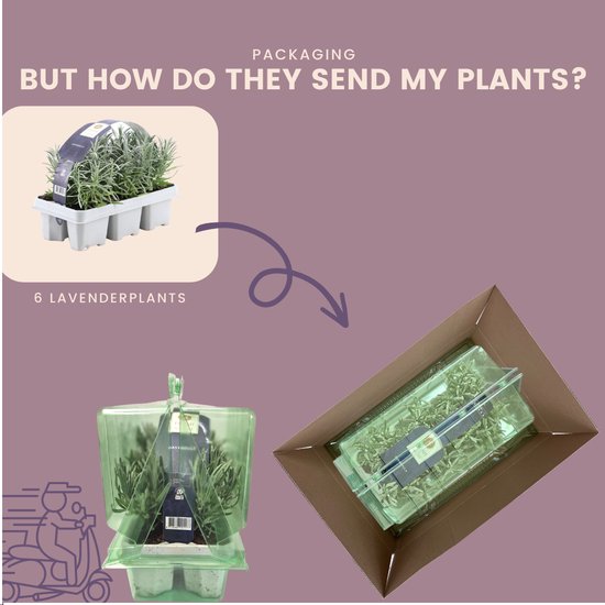 6er set Lavendel angustifolia - 6 Lavendel planten x Ø7 cm ↨15 cm - Planten - Tuinplanten winterhard - Vers van de kweker geleverd