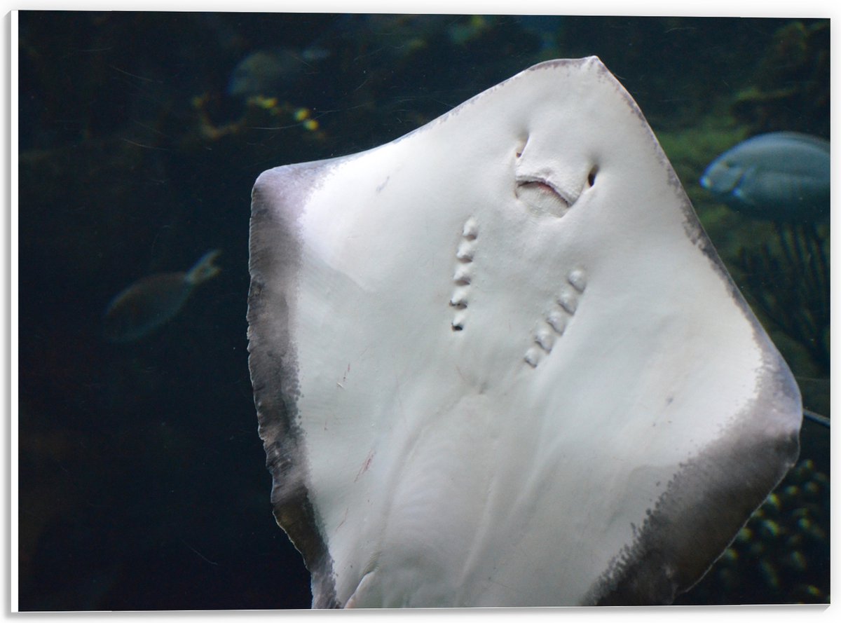 PVC Schuimplaat- Onderaanzicht van Rog zwemmend tegen Aquarium - 40x30 cm Foto op PVC Schuimplaat