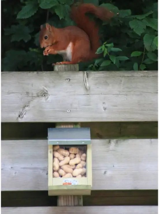 Idéal pour la mangeoire à écureuil pour oiseaux
