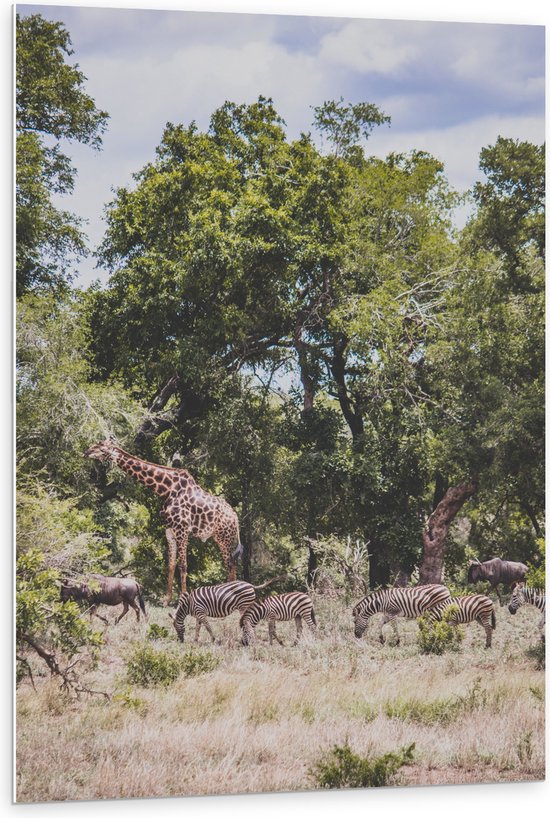 PVC Schuimplaat - Zebra's, Bizons en Giraffen Lopend door de Bossen in Afrika - 80x120 cm Foto op PVC Schuimplaat (Met Ophangsysteem)