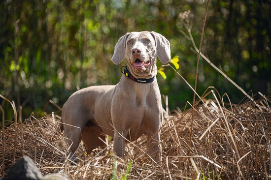 Beeztees Parinca Collier pour Chien Nylon - Zwart 45-50 cm x 25 mm