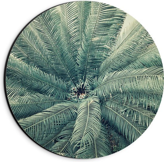WallClassics - Dibond Muurcirkel - Bovenaanzicht van Groene Palmboom - 20x20 cm Foto op Aluminium Muurcirkel (met ophangsysteem)