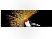 WallClassics - PVC Schuimplaat - Zijaanzicht van Kraanvogels op Zwarte Achtergrond - 60x20 cm Foto op PVC Schuimplaat (Met Ophangsysteem)