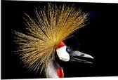 WallClassics - PVC Schuimplaat - Zijaanzicht van Kraanvogels op Zwarte Achtergrond - 120x80 cm Foto op PVC Schuimplaat (Met Ophangsysteem)