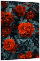 WallClassics - Dibond - Rode Volle Bloemen in Donkergroene Struik - 100x150 cm Foto op Aluminium (Met Ophangsysteem)