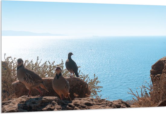 Acrylglas - Drie Vogels op Stenen aan de Rand van Cliff aan de Kust - 150x100 cm Foto op Acrylglas (Met Ophangsysteem)