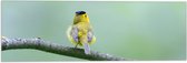 Vlag - Achteraanzicht van Zingend Geel Wilsons Vogeltje op een Tak - 60x20 cm Foto op Polyester Vlag