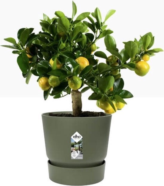 Een olijfgroene pot met een citroenboompje vol gele en groene vruchten.