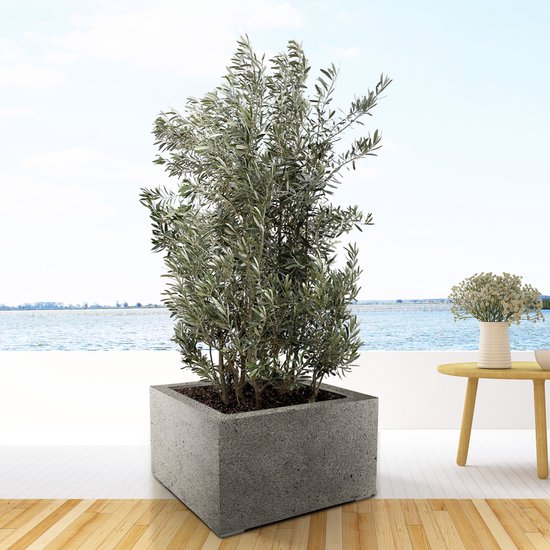 Olijfboom op stam aanbieding | Olea europaea kopen