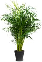 Areca palm ↨ 120cm - hoge kwaliteit planten