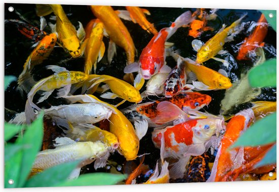 Tuinposter – Vijver Vol met Verschillende Koi Karper Vissen - 120x80 cm Foto op Tuinposter (wanddecoratie voor buiten en binnen)