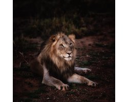 Poster / Parier - Dieren / Leeuw - Wit / grijs / zwart / bruin / beige - 60 x 60 cm