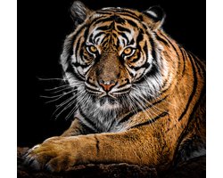 Poster / Parier - Dieren / Tijger - Wit / grijs / zwart / bruin / beige - 80 x 80 cm