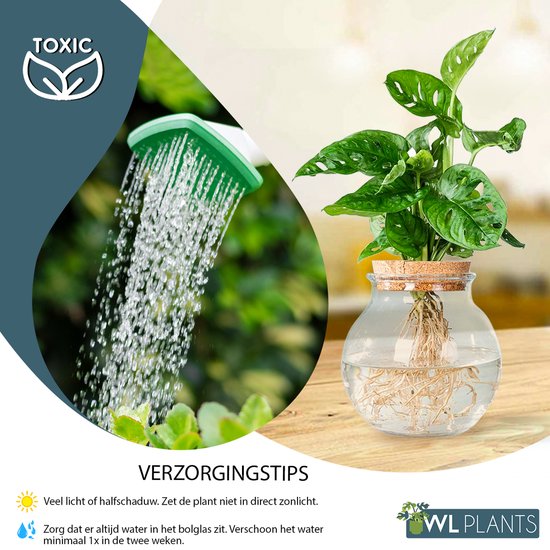 WL Plants - Hydroponique - Monstera Adansonii - Plante d'intérieur unique -  Plante... | bol.