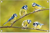 Tuinposter vogels - Tuindecoratie pimpelmees - 60x40 cm - Wanddecoratie voor buiten - Schutting decoratie natuur - Buitenposter - Schuttingdoek - Tuindoeken - Tuinversiering - Tuin doek - Balkon poster