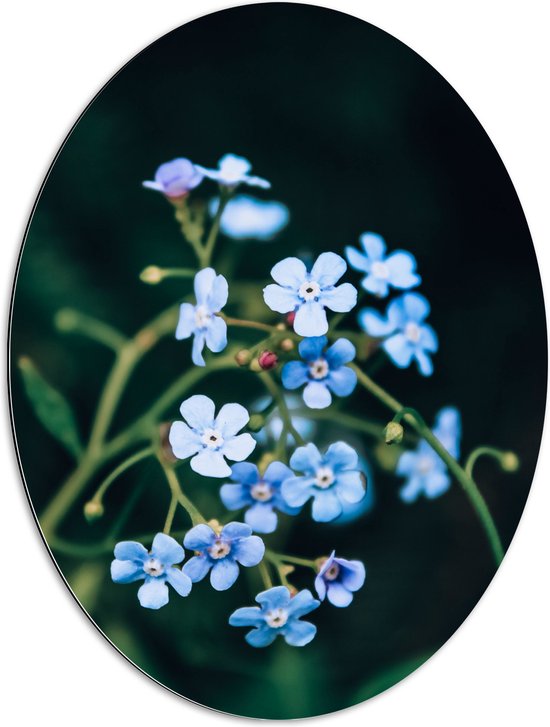 Dibond Ovaal - Kleine Blauwe Bloemen - 60x80 cm Foto op Ovaal (Met Ophangsysteem)