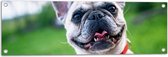 Tuinposter – Blije Nieuwsgierige Franse Bulldog op Hek met Rode Halsband - 90x30 cm Foto op Tuinposter (wanddecoratie voor buiten en binnen)