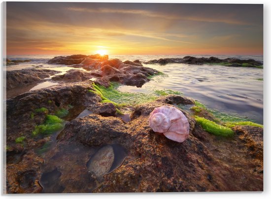 Acrylglas - Zeeschelpen op Rotsen bij het Water tijdens Zonsondergang - 40x30 cm Foto op Acrylglas (Met Ophangsysteem)