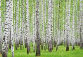 Fotobehang Forest and Woods | DEUR - 211cm x 90cm | 130g/m2 Vlies