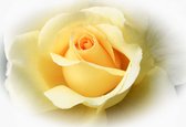 Fotobehang Yellow Rose | XL - 208cm x 146cm | 130g/m2 Vlies